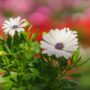 Osteospermum – Serenity White – 4.5″ Pot